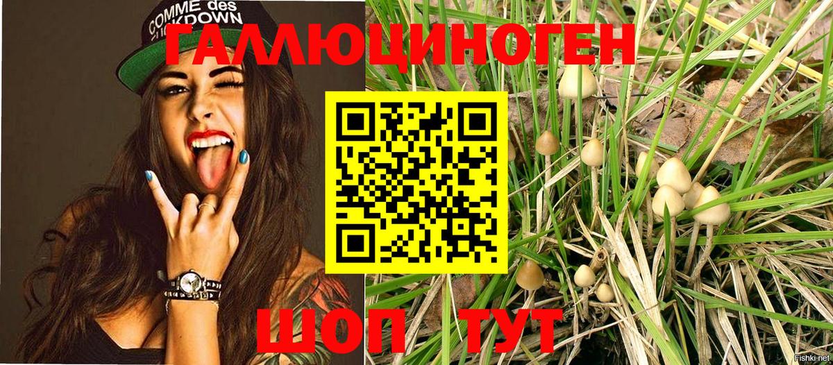 Галлюциногенные грибы Psilocybe Ипатово